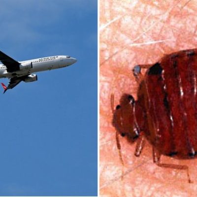 A Qantas flight was cancelled after a reported bed bugs outbreak.