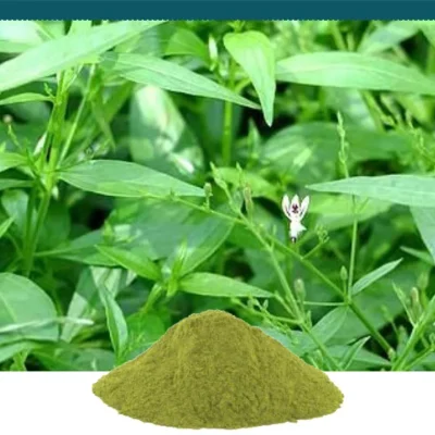 andrographis-paniculata-kalmegh-extract-1000x1000