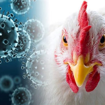 bird-flu-