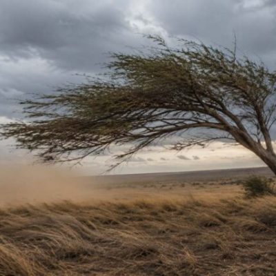 tree-wind-blowing-